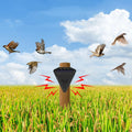 Alarme Solaire Répulsif à Oiseaux Étanche - SolarSafe